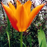 Tulip 'Ballerina'
